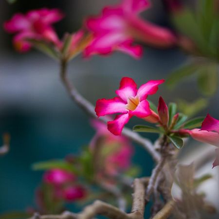 La Bella Vita Residence Seminyak Zewnętrze zdjęcie